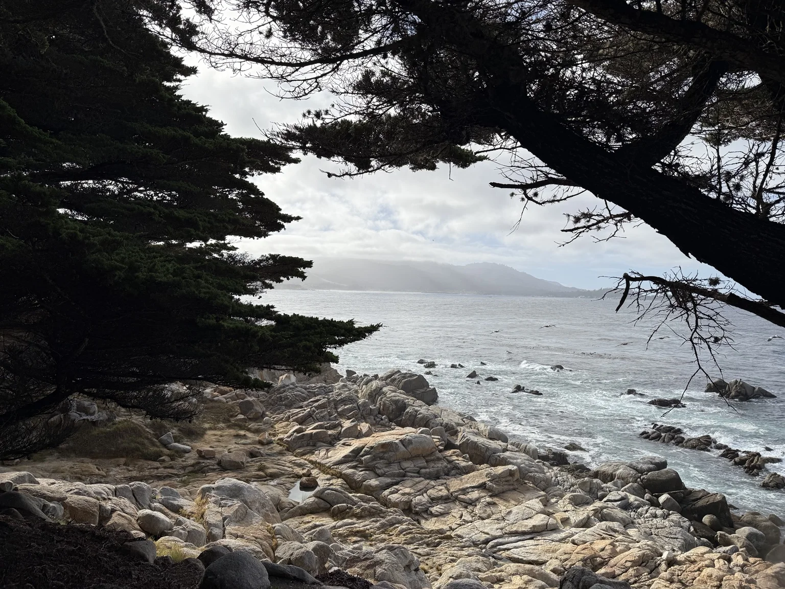 Rocky California coastline beneath trees, photographed by the founders