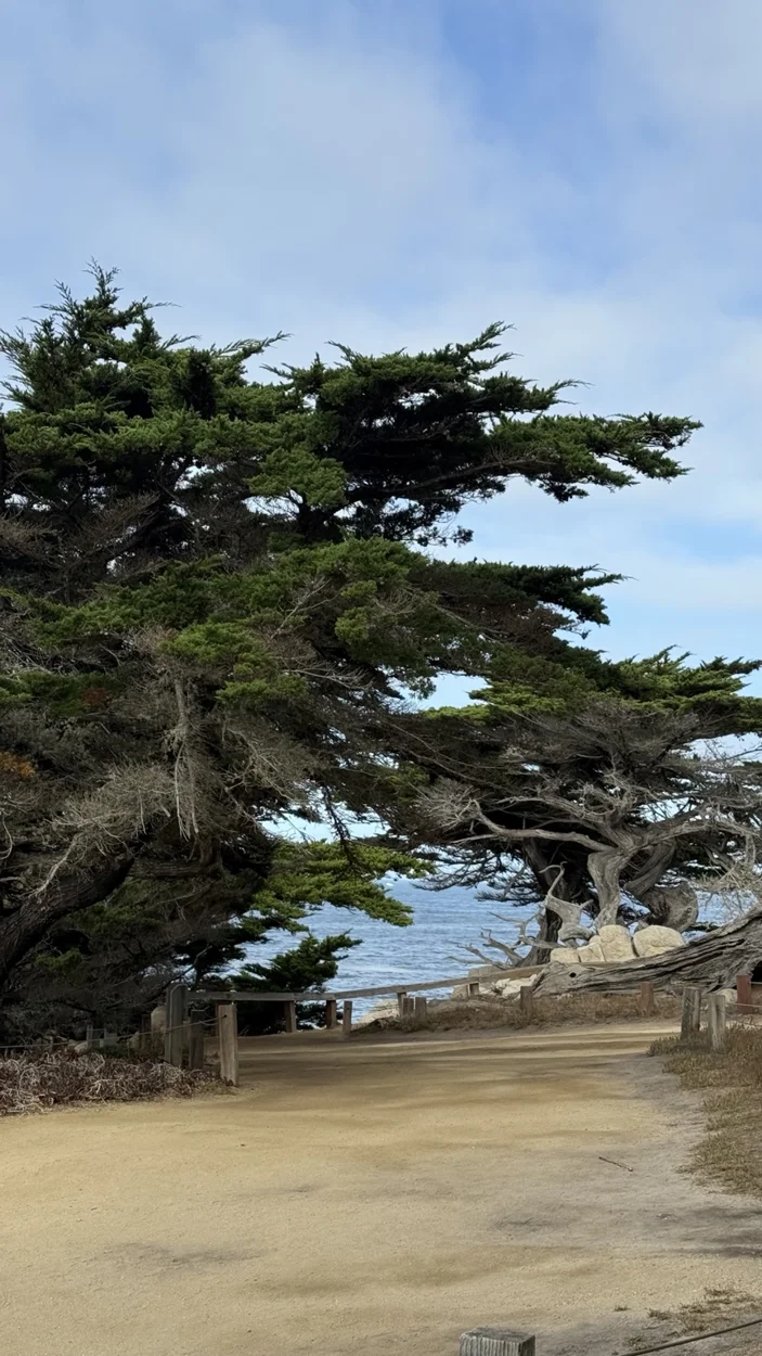 Quiet coastal path shaded by cypress trees, photographed by the founders